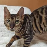 トイガー【長野県・女の子・2025年6月7日・ブラウンマッカレルタビー】の写真7