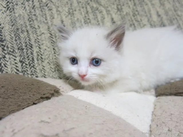 ID：2004-02047の子猫