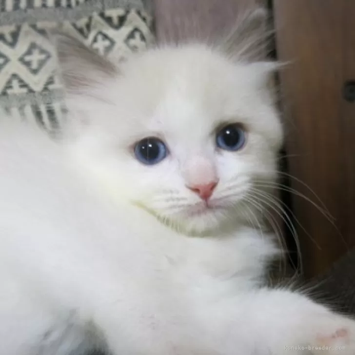 ID：2408-02731の子猫