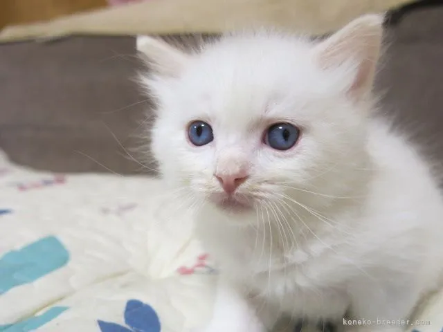 ID：2107-01597の子猫