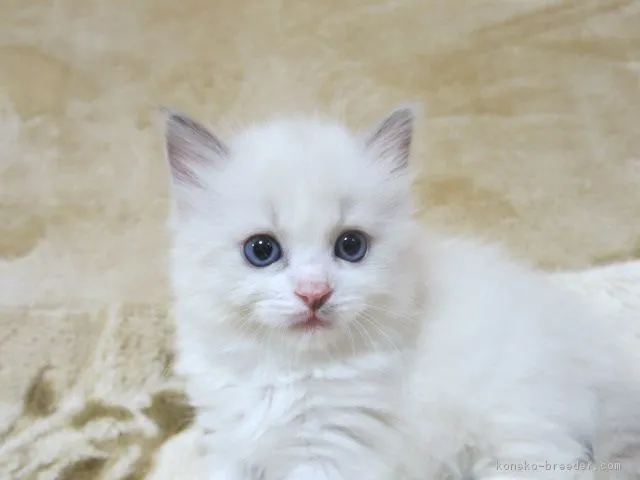 ID：1904-00049の子猫