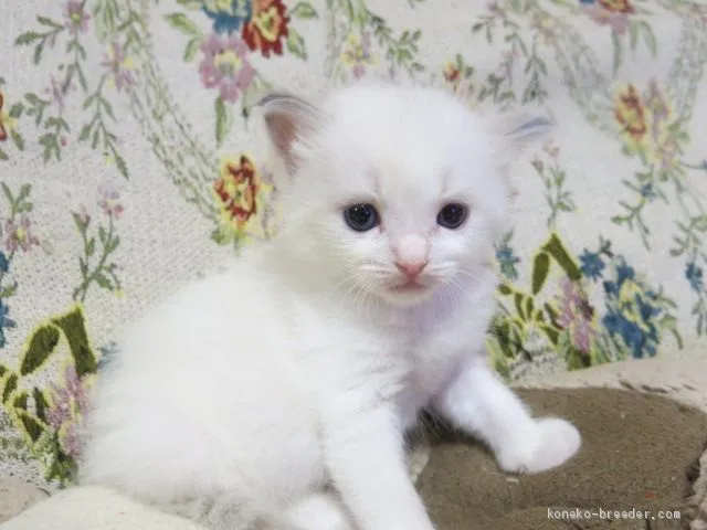ID:2008-00817の子猫