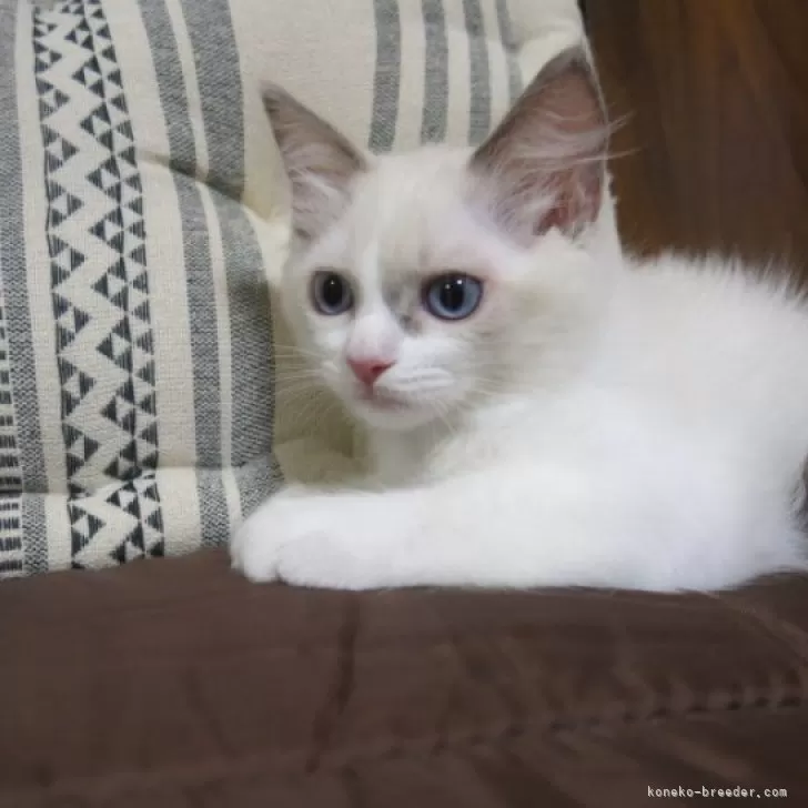 ID：2410-00585の子猫