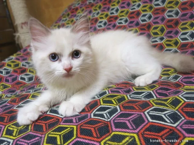 ID:1805-01355の子猫