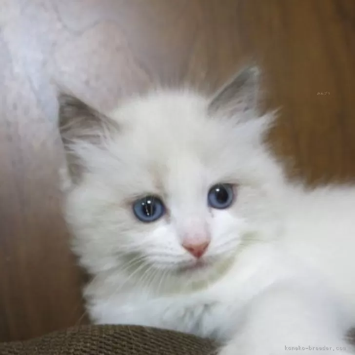 ID:2404-00737の子猫