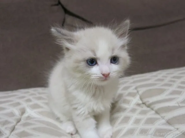 ID:2101-00972の子猫