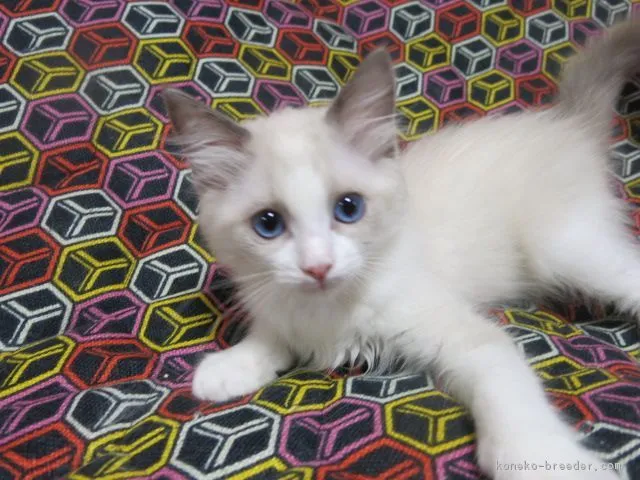 ID:1805-01140の子猫