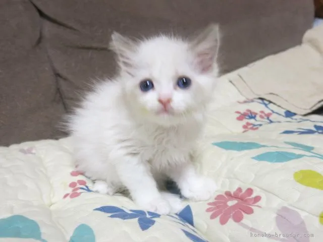 ID:2110-00259の子猫