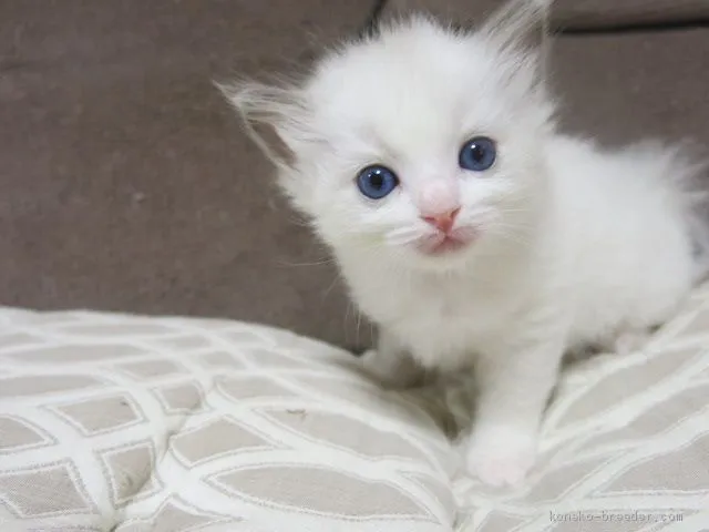 ID：2101-00459の子猫
