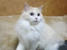ラグドール【京都府・男の子・2017年9月5日・クリームポイントバイカラー】の写真1