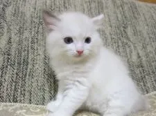 ラグドール【京都府・男の子・2019年3月22日・ブルーポイントバイカラー】の写真1