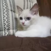 ラグドール【京都府・女の子・2024年7月27日・ブルーポイントバイカラー】の写真1