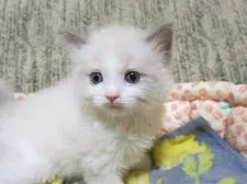 ラグドール【京都府・男の子・2020年3月21日・ブルーポイントバイカラー】の写真1