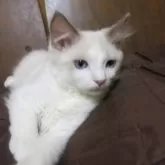 ラグドール【京都府・男の子・2024年7月27日・ブルーポイントバイカラー】の写真1