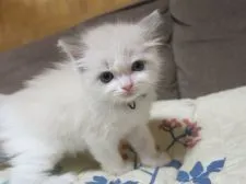 ラグドール【京都府・女の子・2021年8月23日・ブルーポイントバイカラー】の写真2