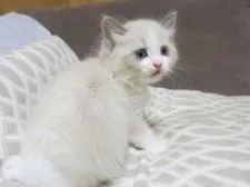 ラグドール【京都府・男の子・2020年12月12日・ブルーポイントバイカラー】の写真3