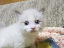 ラグドール【京都府・男の子・2020年3月21日・ブルーポイントバイカラー】の写真3