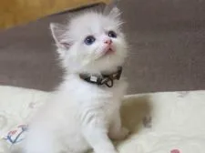 ラグドール【京都府・女の子・2021年8月23日・ブルーポイントバイカラー】の写真4