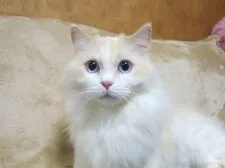 ラグドール【京都府・男の子・2017年9月5日・クリームポイントバイカラー】の写真4