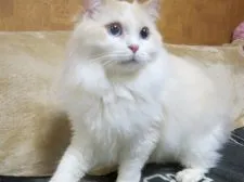 ラグドール【京都府・男の子・2017年9月5日・クリームポイントバイカラー】の写真5