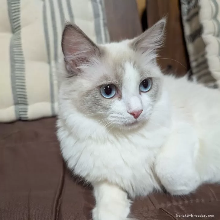 ID:2410-00584の子猫