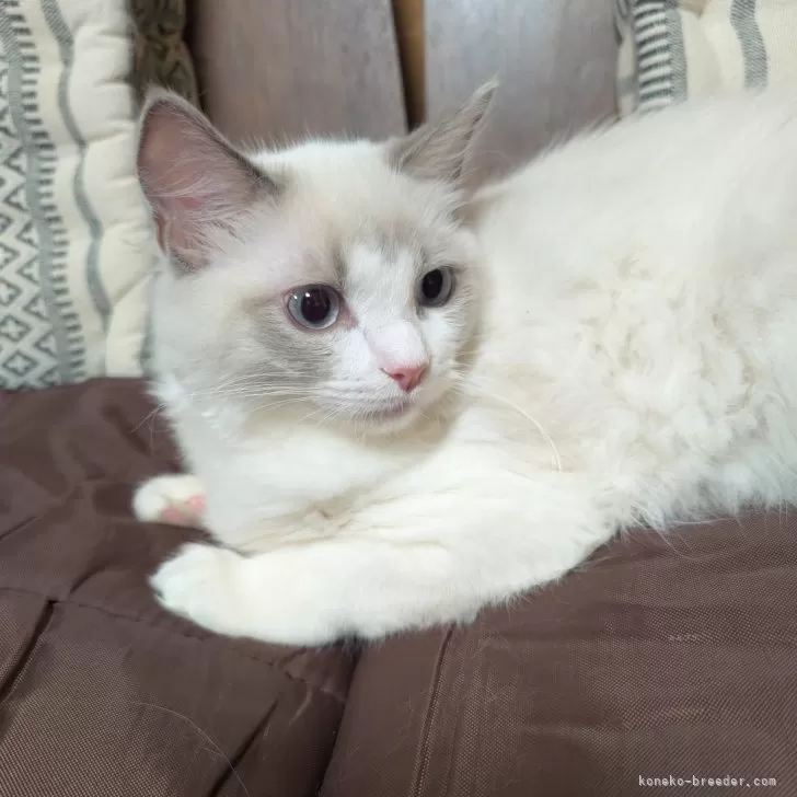 ID:2501-01989の子猫
