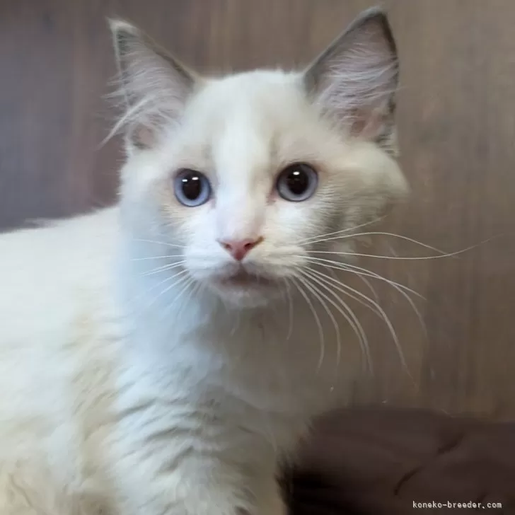 ID:2506-01997の子猫