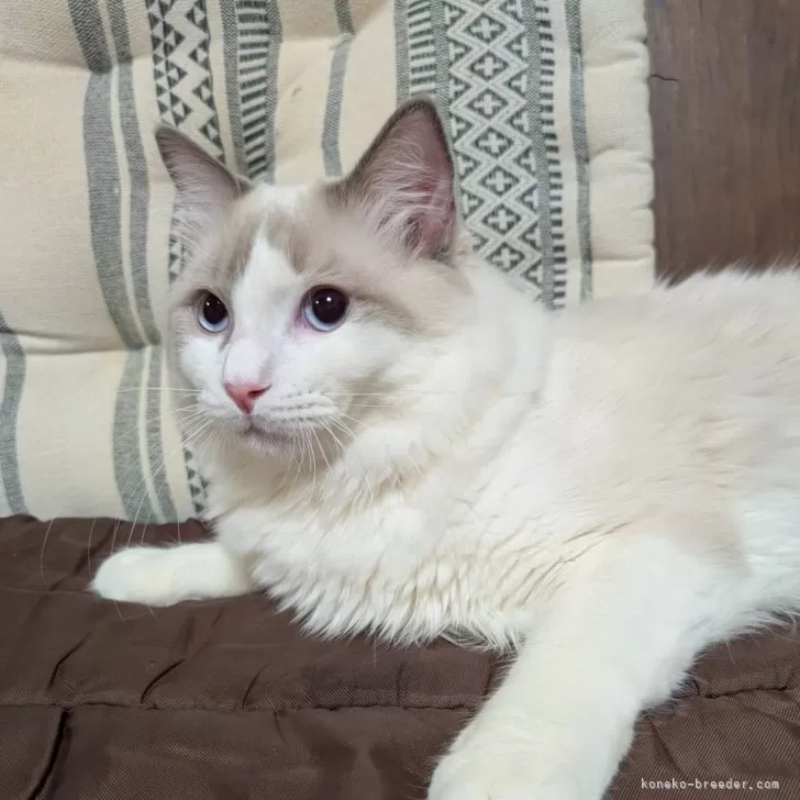 ID:2408-02643の子猫