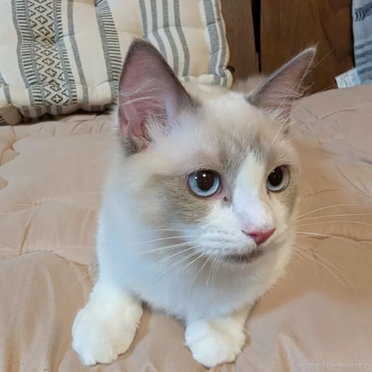 ID：2506-01991の子猫