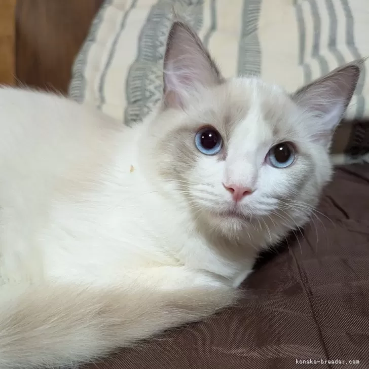 ID:2501-01987の子猫
