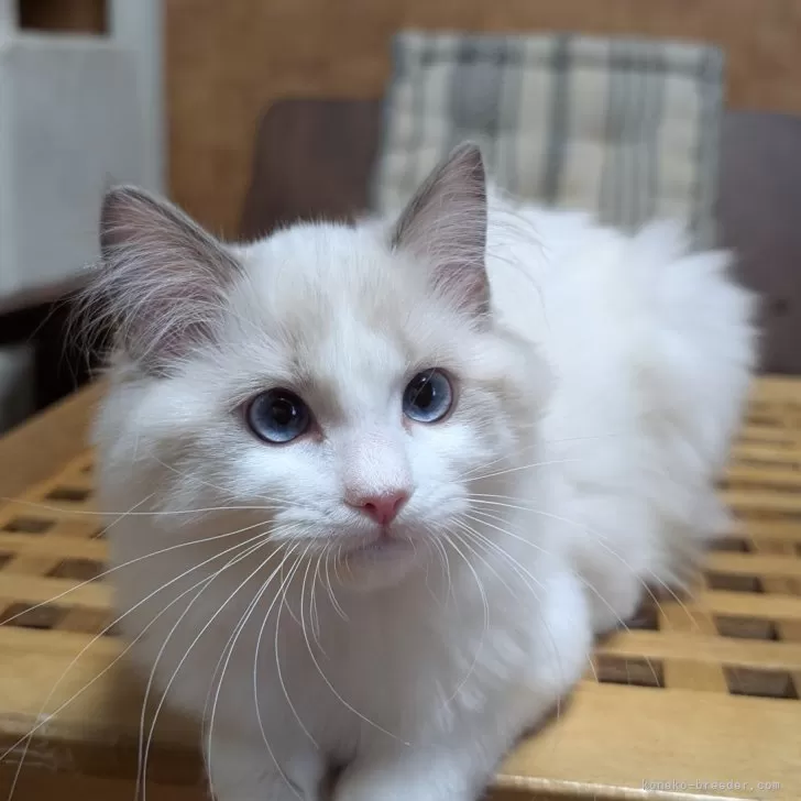 ID:2412-00588の子猫