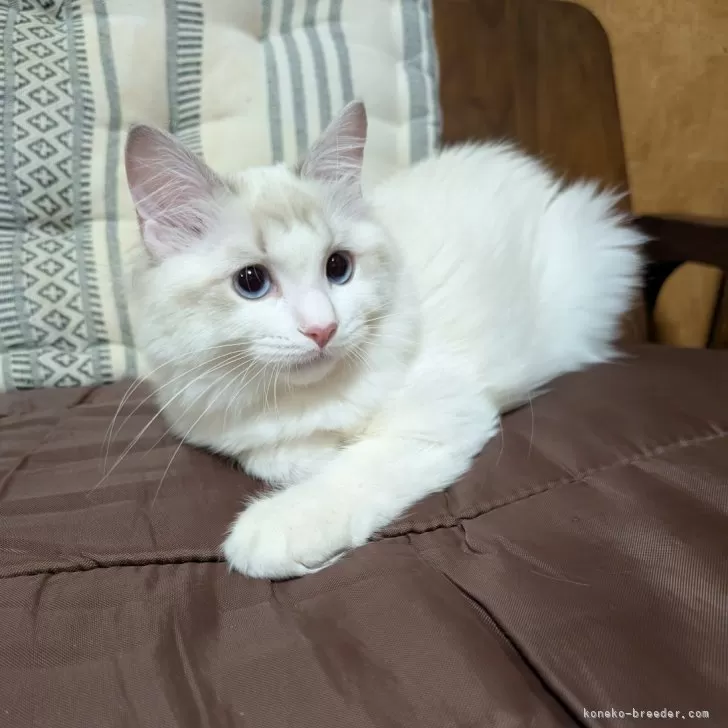 KH 様のお迎えした子猫