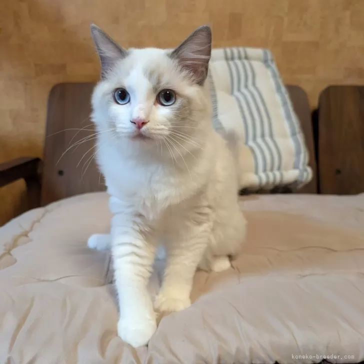 ID：2506-01983の子猫