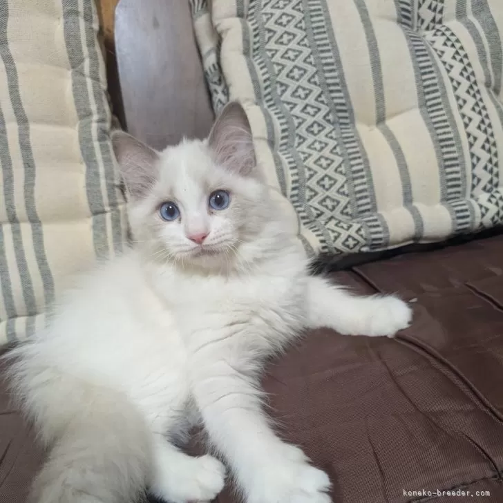 ID:2412-00586の子猫