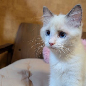 ラグドール【京都府・女の子・2025年8月12日・ブルーポイントバイカラー】の写真「人懐っこい女の子」