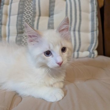 ラグドール【京都府・男の子・2025年8月12日・ブルーリンクスポイントバイカラー】の写真「人懐っこい男の子」