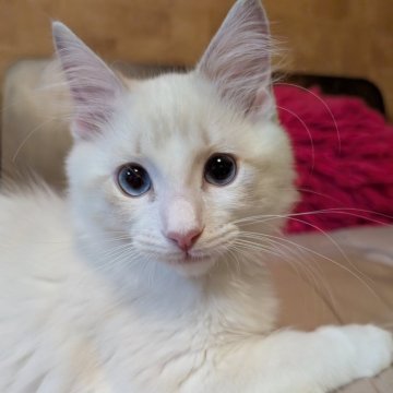 ラグドール【京都府・男の子・2025年8月12日・ブルーリンクスポイントバイカラー】の写真「人懐っこい男の子」