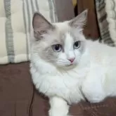 ラグドール【京都府・女の子・2024年7月27日・ブルーポイントバイカラー】の写真1