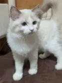 ラグドール【京都府・女の子・2024年9月29日・ブルーポイントバイカラー】の写真2