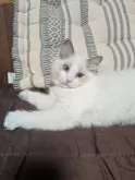 ラグドール【京都府・男の子・2024年9月29日・ブルーポイントバイカラー】の写真3