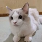 ラグドール【京都府・女の子・2025年1月22日・ブルーポイントバイカラー】の写真4