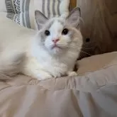 ラグドール【京都府・女の子・2025年1月22日・ブルーポイントバイカラー】の写真4