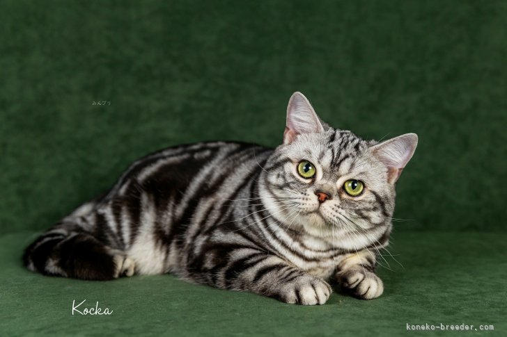 アメリカンショートヘア【・男の子・2023年9月28日・シルバータビー】