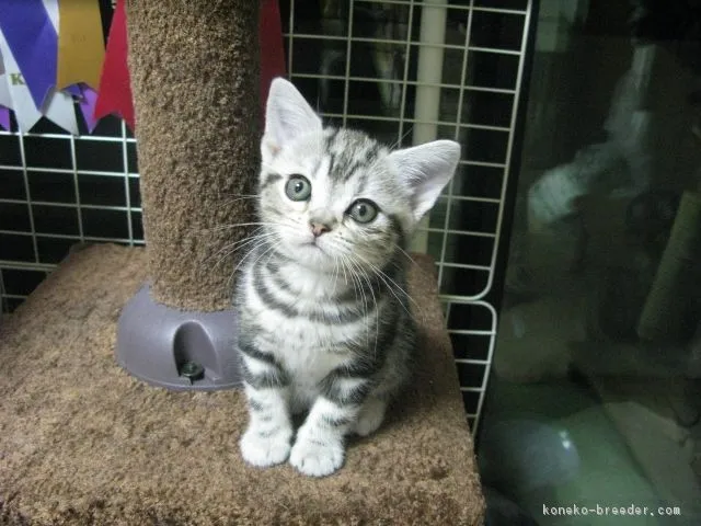 ID:1701-00720の子猫