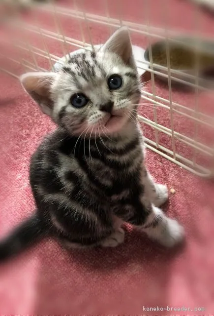 ID：1803-01064の子猫