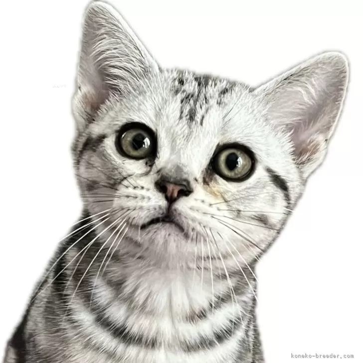 ID：2405-00032の子猫