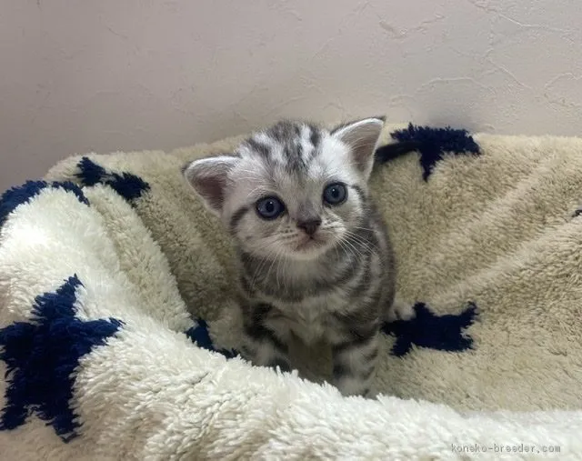 うぉる吉の母 様のお迎えした子猫