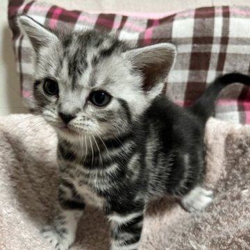 アメリカンショートヘア【福岡県・男の子・2023年3月20日・シルバータビー】の写真「性格の良い男の子です。
りりしいお顔」