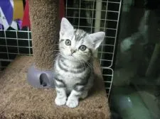 アメリカンショートヘア【福岡県・女の子・2016年11月19日・シルバータビー】の写真1