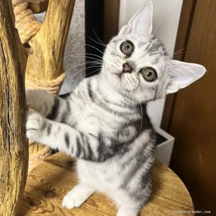 ID:2207-02960の子猫